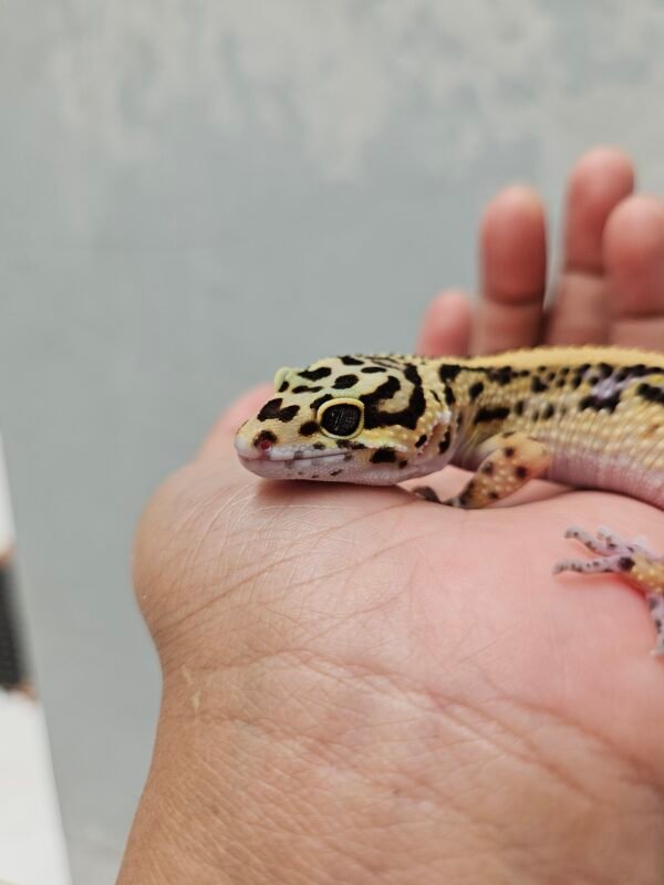 B252038 Mata Gecko Tangerine Bold Stripe het Tremper Betina B252038 Mata Gecko Tangerine Bold Stripe het Tremper Betina