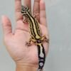 B252048 Leopard Gecko Bold Stripe ph Tremper Betina