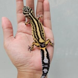 B252048 Leopard Gecko Bold Stripe ph Tremper Betina