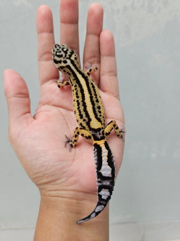 B252048 Leopard Gecko Bold Stripe ph Tremper Betina