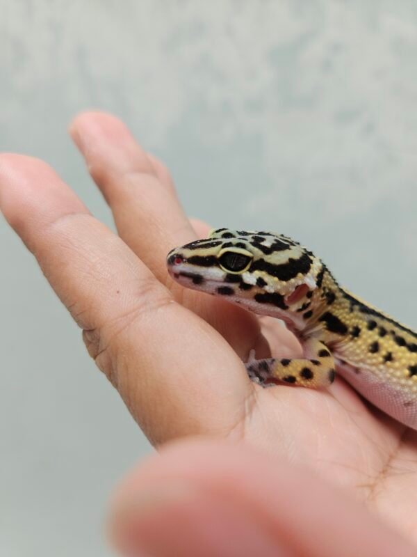 B252048 Mata Gecko Bold Stripe ph Tremper Betina