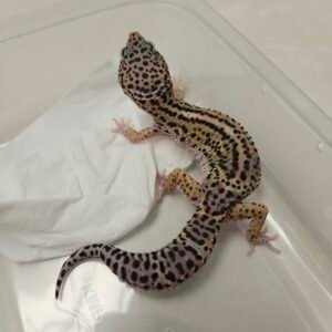 B252058 Gecko Mack Snow Black Night Stripe het Blizzard jantan B252058 Gecko Mack Snow Black Night Stripe het Blizzard jantan