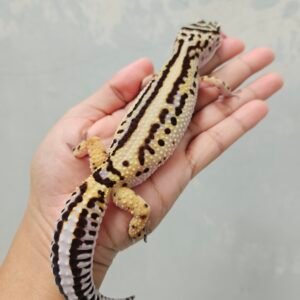 B252081 Leopard Gecko Bold Stripe ph Tremper Betina B252081 Leopard Gecko Bold Stripe ph Tremper Betina