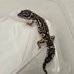 Mack Snow Black Night het Tremper ph Eclipse - Jantan - B220119 - Pattern Unik