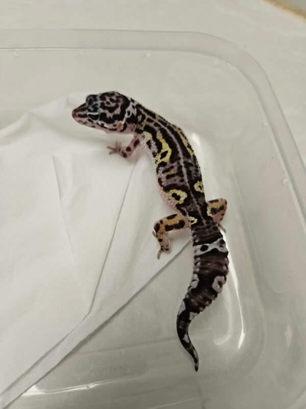 Mack Snow Black Night het Tremper ph Eclipse - Jantan - B220119 - Pattern Unik