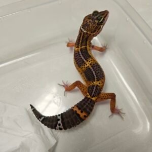 B260121 Black Night Tangerine ph Tremper - Betina - B260121 - Rare, jarang ada