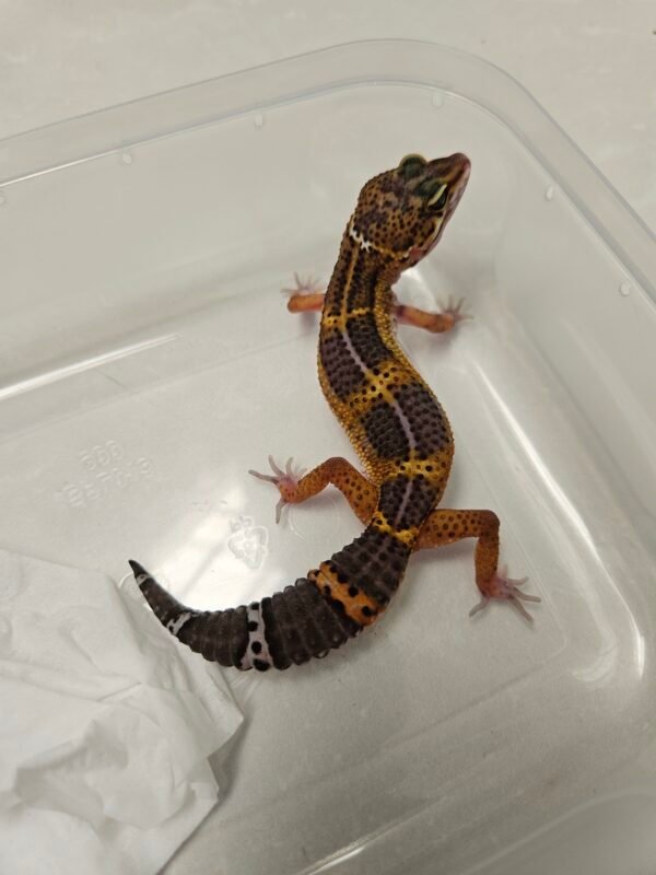 Black Night Tangerine ph Tremper - Betina - B260121 - Rare, jarang ada