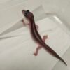 B260123 Black Night Super Platinum het Eclipse ph Tremper - Betina - B260123 - Super Rare