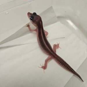B260123 Black Night Super Platinum het Eclipse ph Tremper - Betina - B260123 - Super Rare