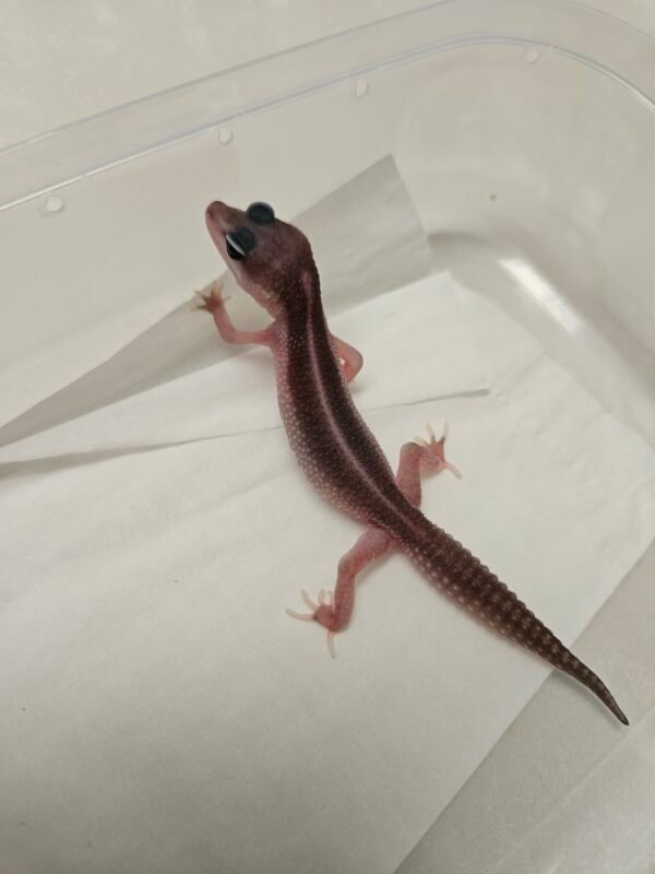 B260123 Black Night Super Platinum het Eclipse ph Tremper - Betina - B260123 - Super Rare