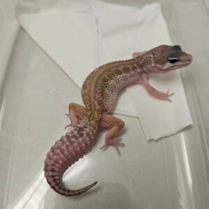 B260126 Cotton Black Night Cross ph Tremper - Betina - B260126