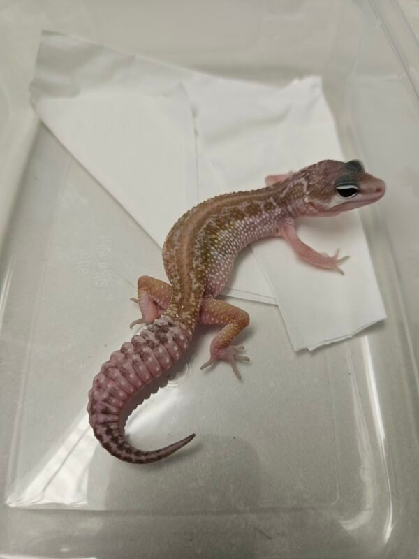 B260126 Cotton Black Night Cross ph Tremper - Betina - B260126