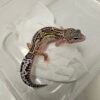Mack Snow Eclipse Black Night Cross ph Tremper - Betina - B260130