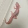 B260133 Super Snow Tremper Albino het Eclipse - Betina - B260133