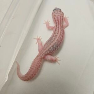 B260133 Super Snow Tremper Albino het Eclipse - Betina - B260133