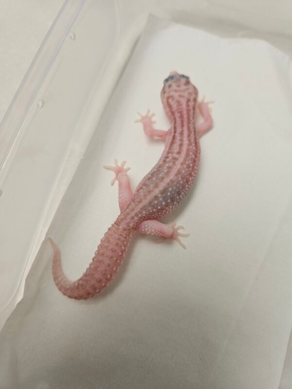 B260133 Super Snow Tremper Albino het Eclipse - Betina - B260133