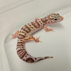 B260134 White and Yellow Mack Snow Tremper ph RAPTOR - Betina - B260134