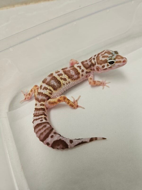B260134 White and Yellow Mack Snow Tremper ph RAPTOR - Betina - B260134