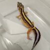 B260136 Tangerine Bold Stripe ph Tremper - Betina - B260136 - Contest Quality
