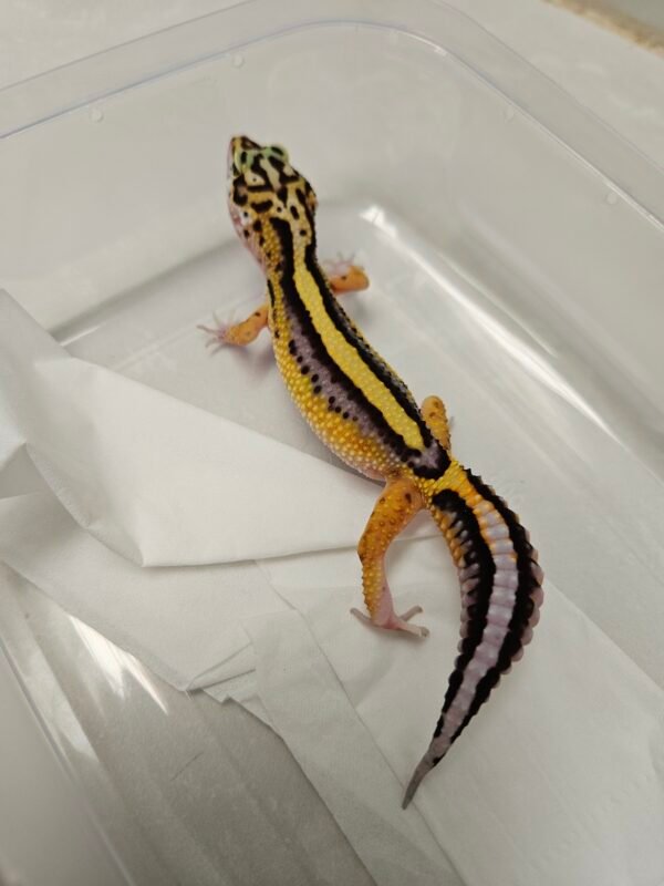 B260136 Tangerine Bold Stripe ph Tremper - Betina - B260136 - Contest Quality