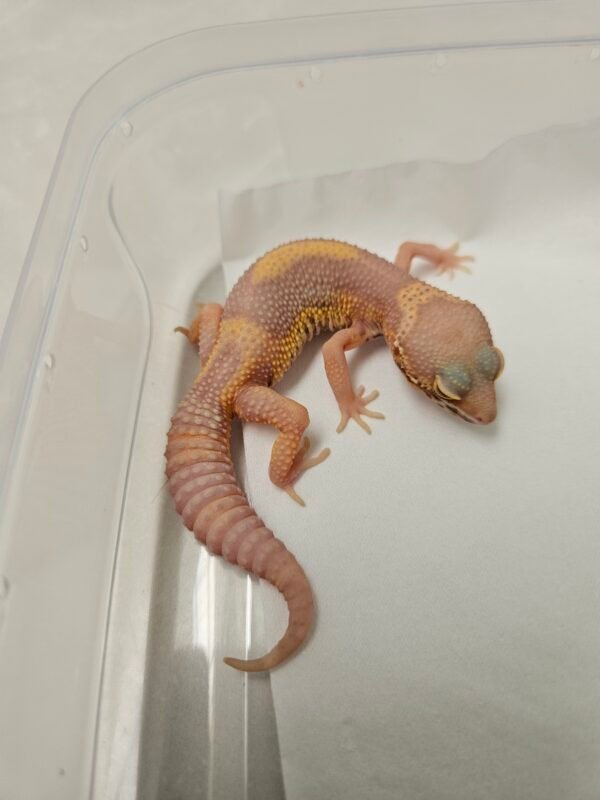 B260200 Black Night Bell Albino - Betina - B260200 - Rare, Jarang ada - Minus