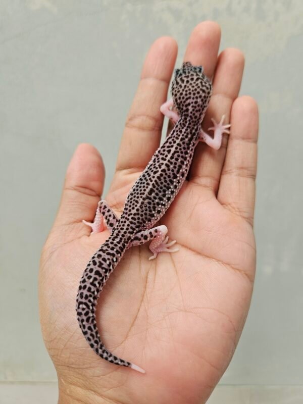 B260206 Leopard Gecko Pied Black Night Cross ph DB MP Betina B260206 Leopard Gecko Pied Black Night Cross ph DB MP Betina
