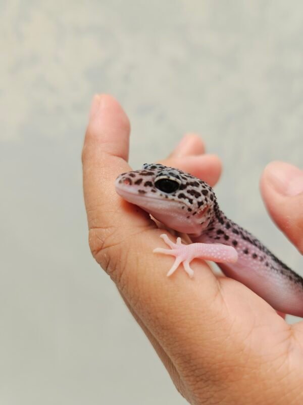 B260206 Mata Gecko Pied Black Night Cross ph DB MP Betina B260206 Mata Gecko Pied Black Night Cross ph DB MP Betina