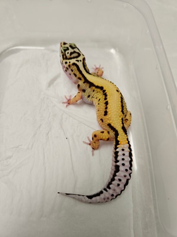 B260209 Bold Stripe het Tremper - Betina - B260209 - Tembus, ada minus