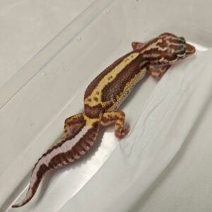 B260210 Mack Snow Tremper Bold Stripe Bandit Line - Betina - B260210 - Bahan bagus