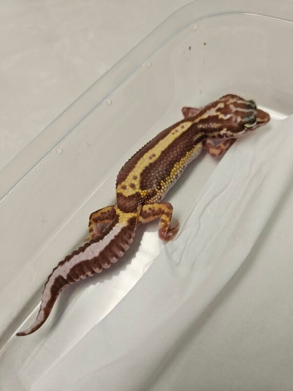 B260210 Mack Snow Tremper Bold Stripe Bandit Line - Betina - B260210 - Bahan bagus