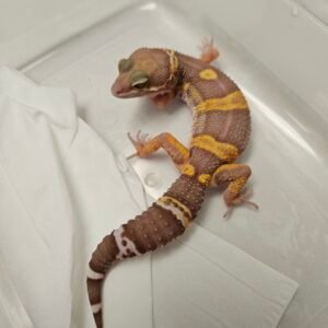 Chocolate - Betina - B260214