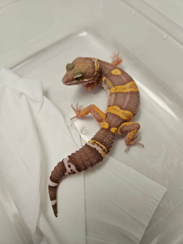 Chocolate - Betina - B260214