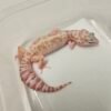 White and Yellow Mack Snow Tremper het RAPTOR - Betina - B260225 - Rare, jarang ada