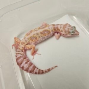 White and Yellow Mack Snow Tremper het RAPTOR - Betina - B260225 - Rare, jarang ada