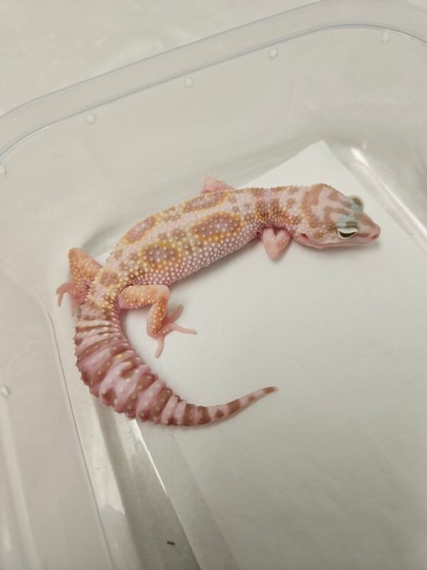 White and Yellow Mack Snow Tremper het RAPTOR - Betina - B260225 - Rare, jarang ada