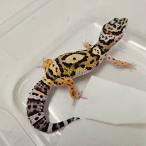 Bold Jungle BN Cross ph Tremper - Betina - B260227 - Uique Head Pattern