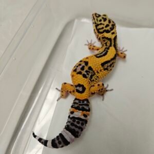 Tangerine Bold Jungle het Tremper - B260232 - Betina - minus, NIce Color