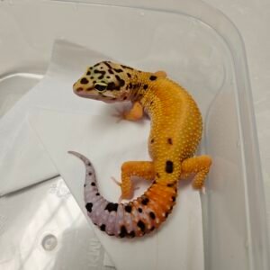 Patty Stripe CT het Tremper - Betina - B260234 - Bahan Bagus