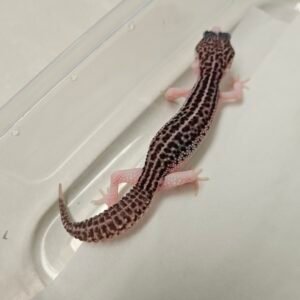 Pied Black Night het Tremper - Betina - B260236 - Rare, Jarang ada - Bahan Panda