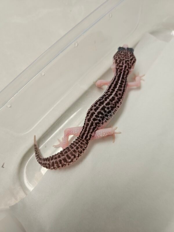 Pied Black Night het Tremper - Betina - B260236 - Rare, Jarang ada - Bahan Panda