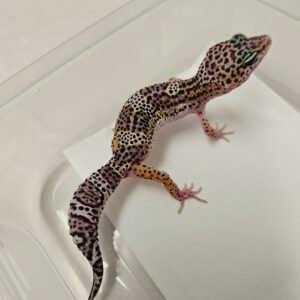 B260247 Gecko Mack Snow Black Night Cross betina