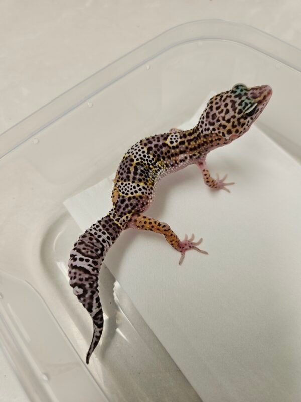 B260247 Gecko Mack Snow Black Night Cross betina