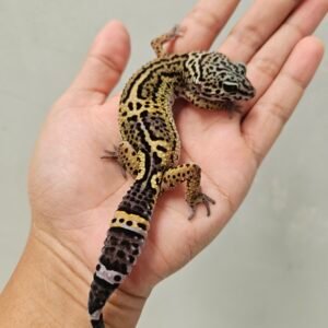 B260248 Leopard Gecko Black Night ph Tremper Betina