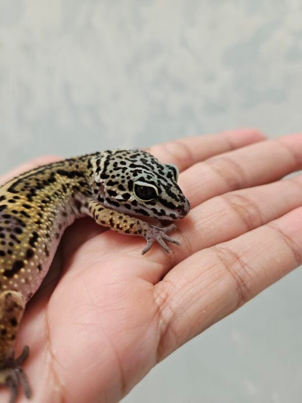B260248 Mata Gecko Black Night ph Tremper Betina B260248 Mata Gecko Black Night ph Tremper Betina