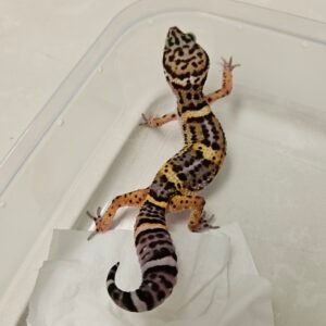 B260259 Gecko Black Night het Bell Albino female