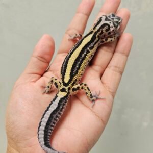 B260265 Gecko Mack Snow Bold Stripe ph Tremper Betina B260265 Gecko Mack Snow Bold Stripe ph Tremper Betina