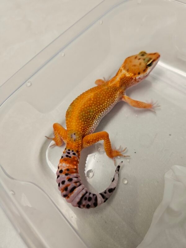 B260279 Gecko Emerine het Tremper female B260279 Gecko Emerine het Tremper female