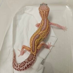 B260284 Gecko Ulet Bambu Albino Black Night Cross betina rare B260284 Gecko Ulet Bambu Albino Black Night Cross betina rare