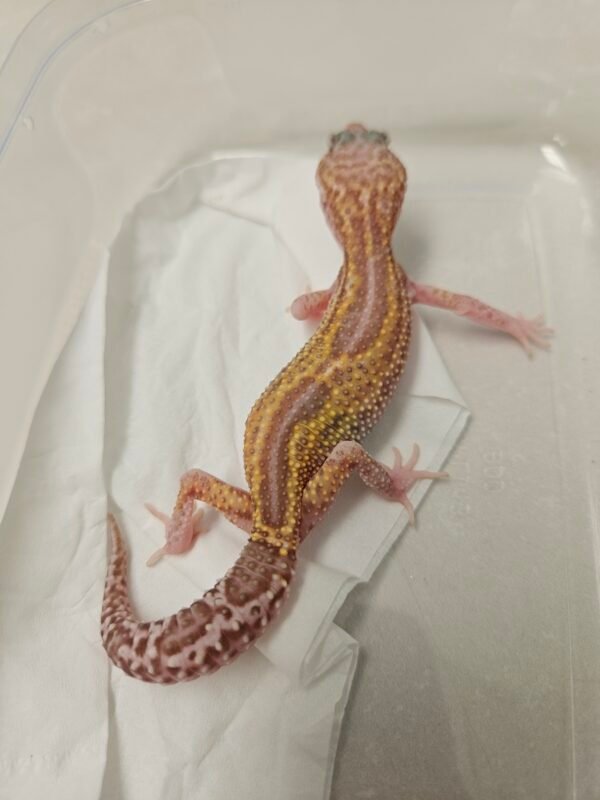 B260284 Gecko Ulet Bambu Albino Black Night Cross betina rare B260284 Gecko Ulet Bambu Albino Black Night Cross betina rare
