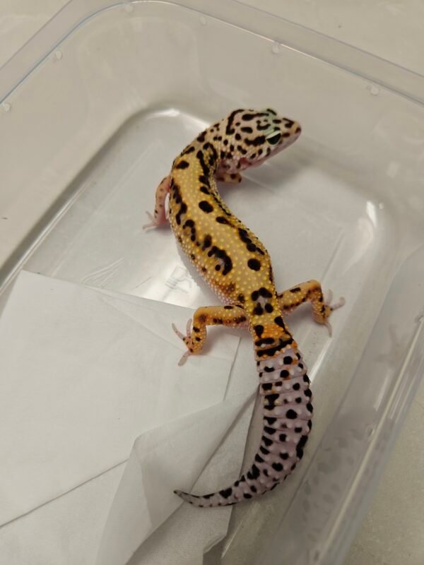 B260293 Gecko Tangerine Stripe ph RAPTOR betina B260293 Gecko Tangerine Stripe ph RAPTOR betina